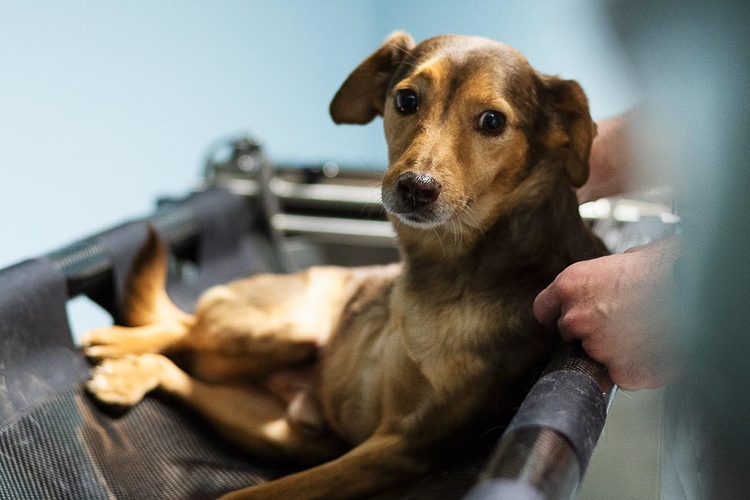 Tierärztliches Zentrum | Diagnostik - Hund